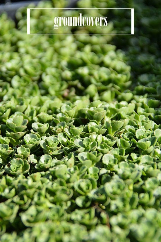 A close up of a group of green plants with text that reads groundcovers.