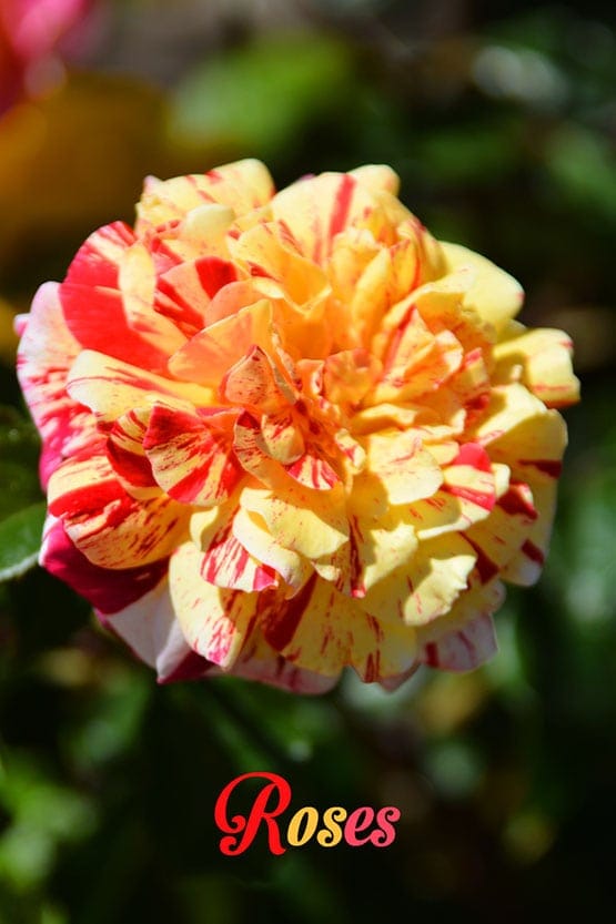 A yellow and red rose with the word roses written on it.