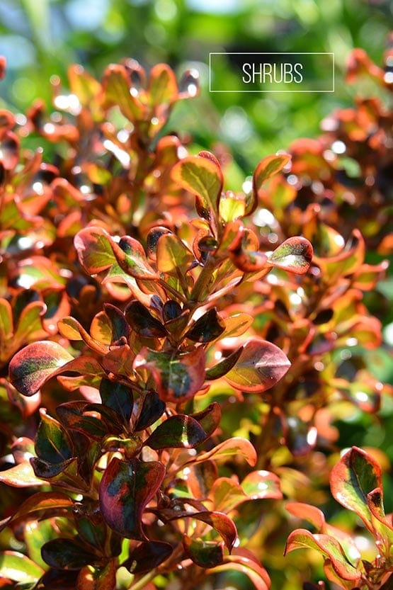 A close up of a plant with red leaves.