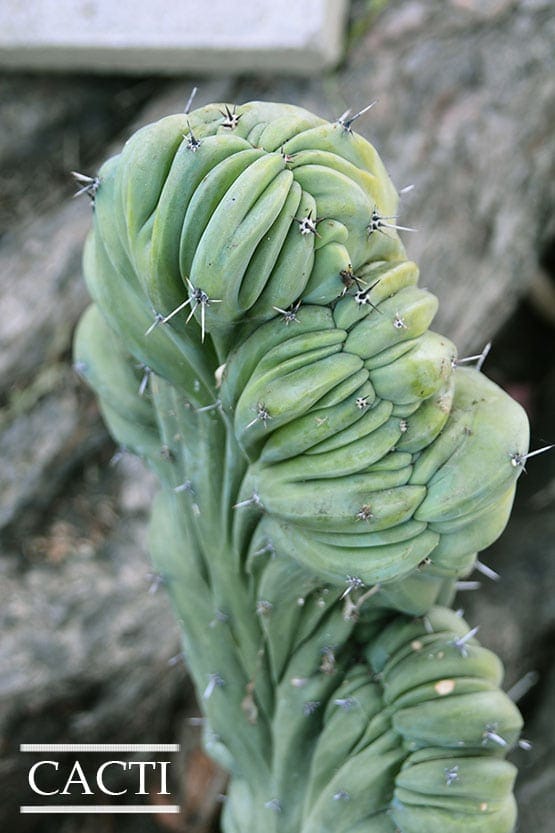 A close up of a green cactus with spikes.