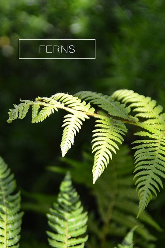 Ferns on a green background with the words ferns.