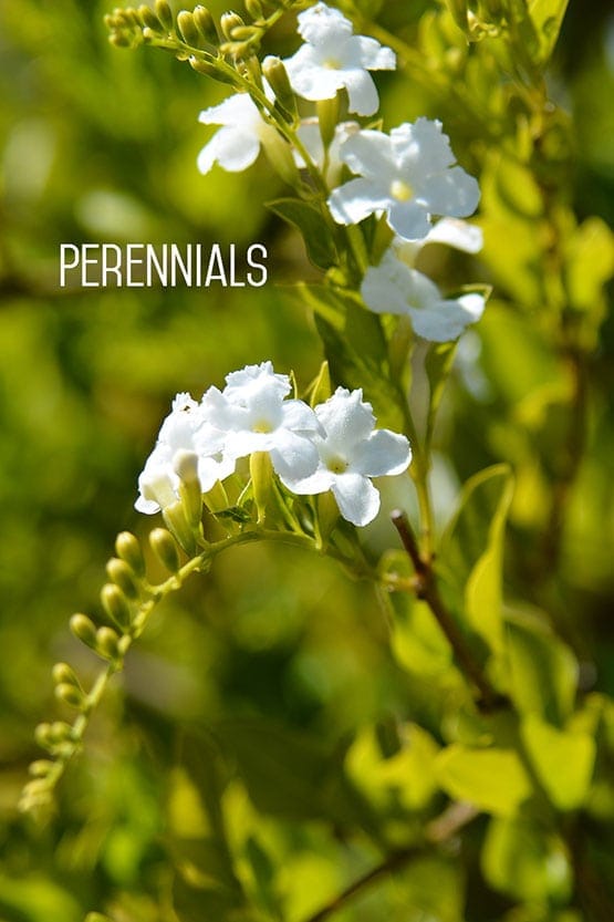 A white flower with the words perennials on it.