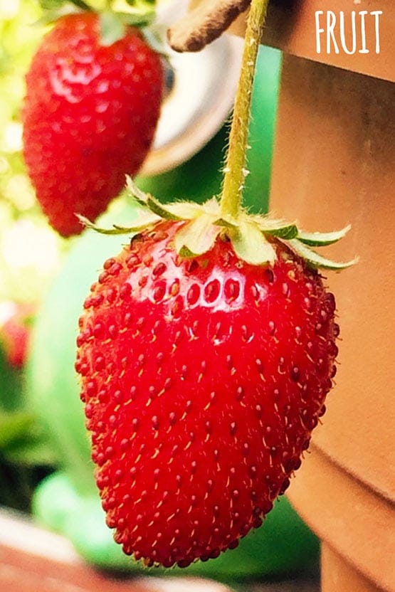 Two strawberries hanging from a potted plant.