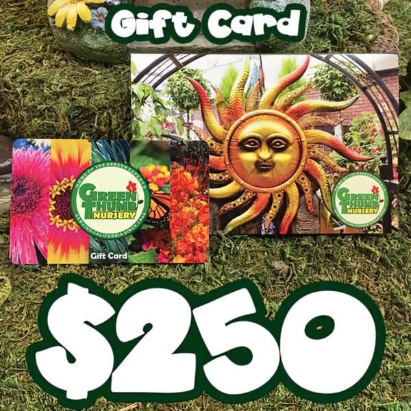$250 Gift Card (physical card mailed) with gift card holder featuring a sun face garden decoration and flowers, plus a prominent "$250" displayed at the bottom.