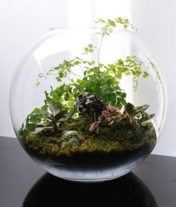 A glass terrarium filled with plants and moss.