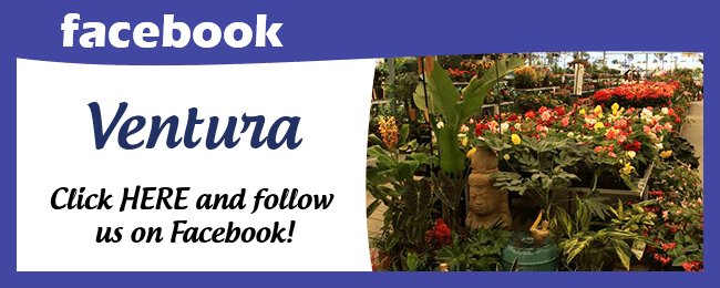 Ventura facebook page.
