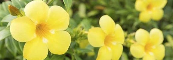 A group of yellow flowers in a garden.