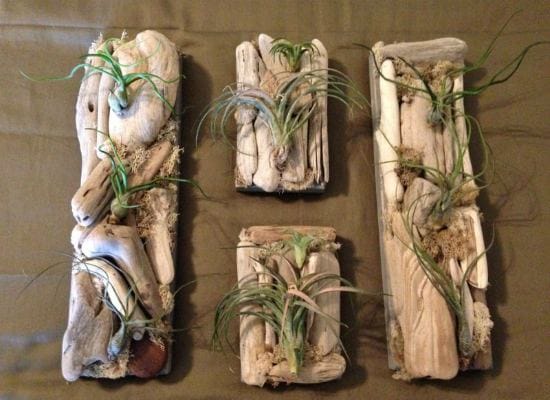 Driftwood driftwood driftwood driftwood driftwood driftwood driftwood driftwood driftwood driftwood driftwood driftwood driftwood driftwood driftwood.