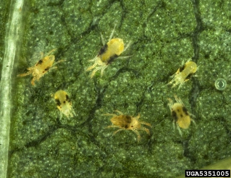 A group of yellow bugs on a green leaf.