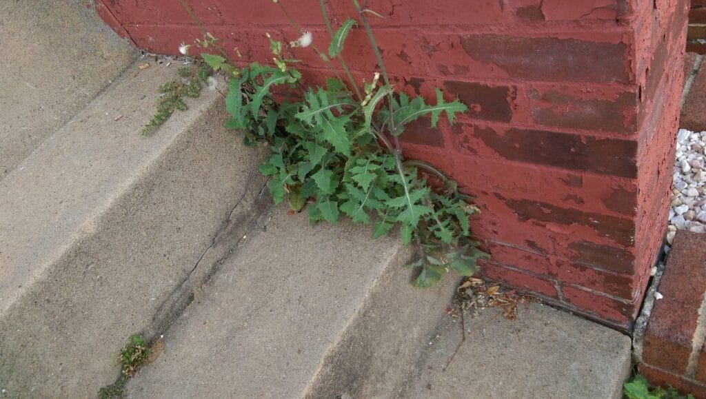 A plant growing on the steps of a red brick house.
