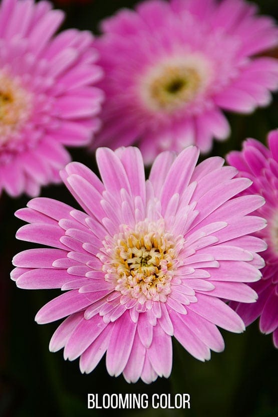 Pink gerbera daisies with the words blooming color.