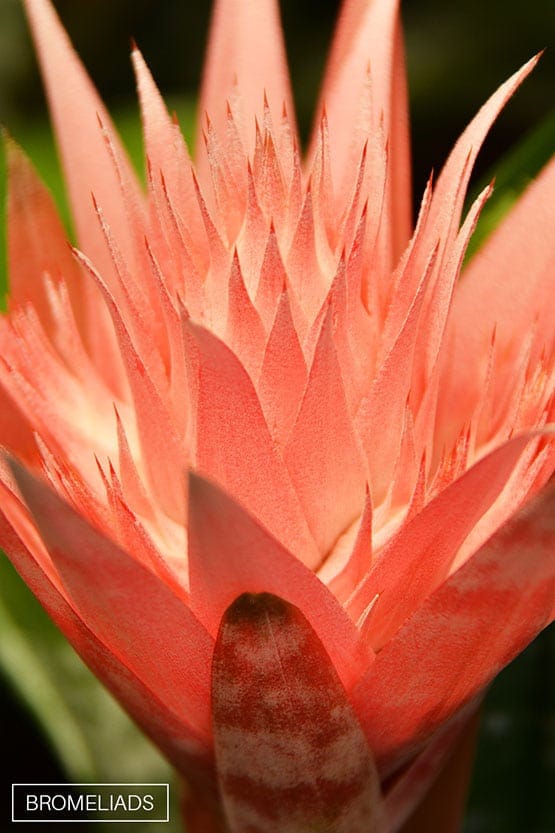 A close up of an orange flower with green leaves.