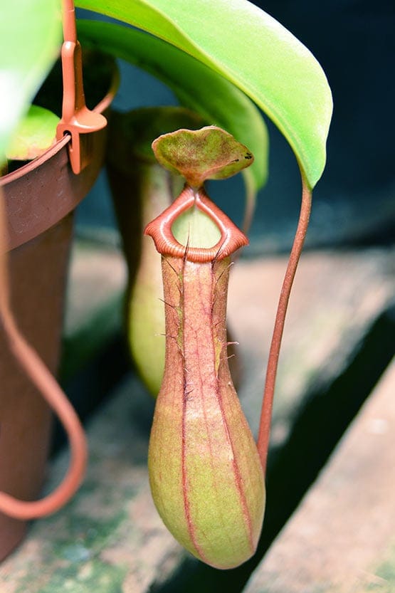 A pitcher plant hanging from a pot.