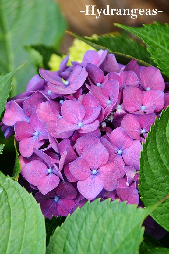 A purple flower with the words hydrangeas.