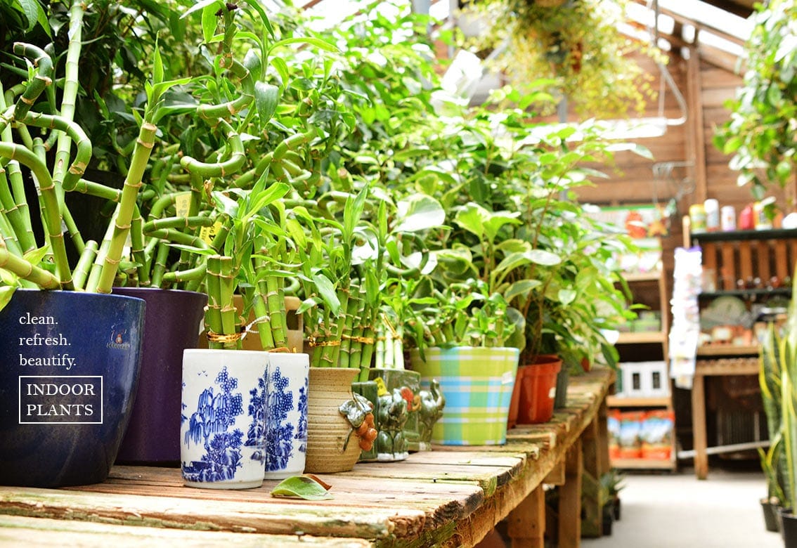 A row of potted plants on a wooden table.