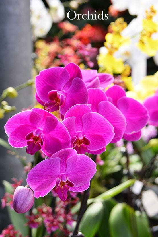 A picture of orchids in a garden.