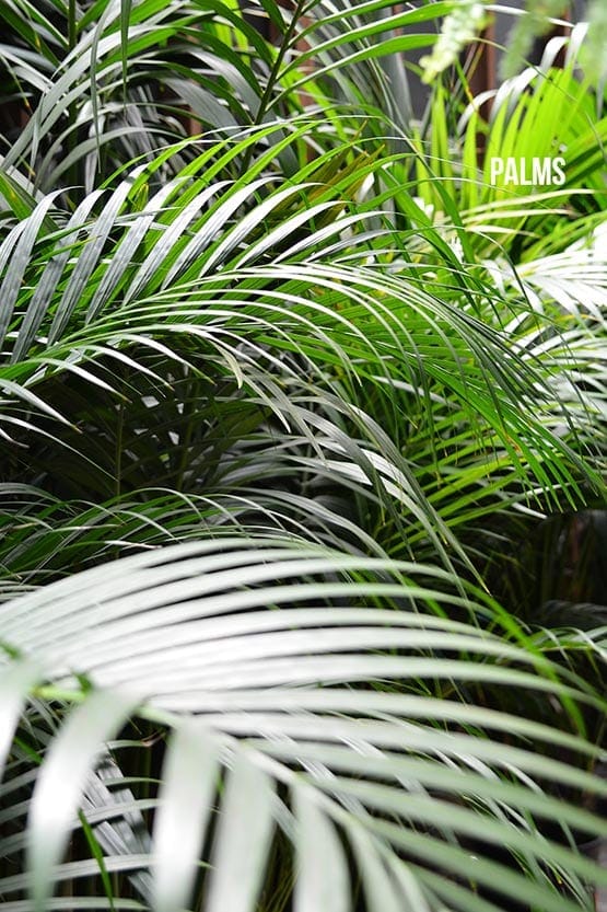 A close up of palm leaves in a garden.