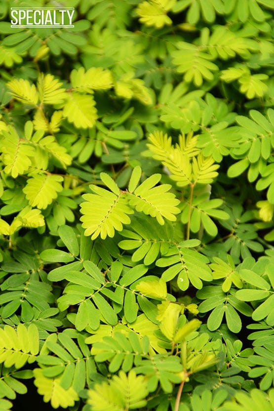 A close up of a plant with green leaves.