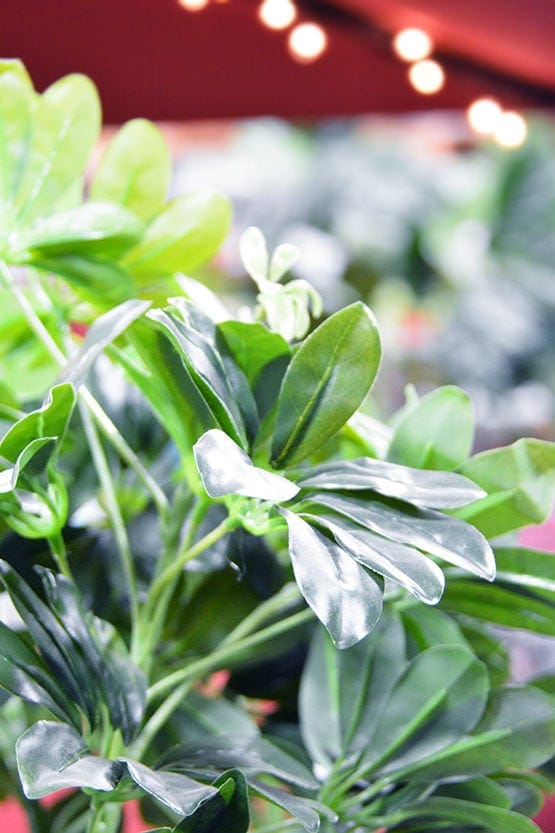 A plant with green leaves in a vase.