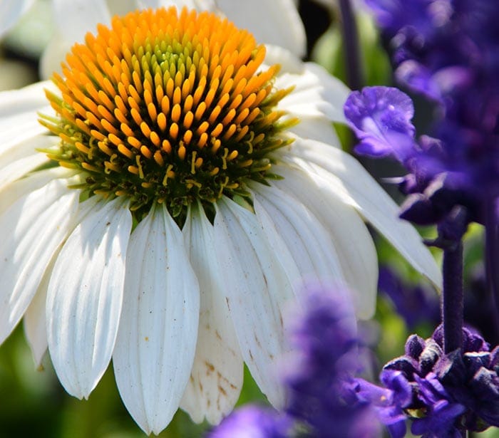 attract pollinators to my garden