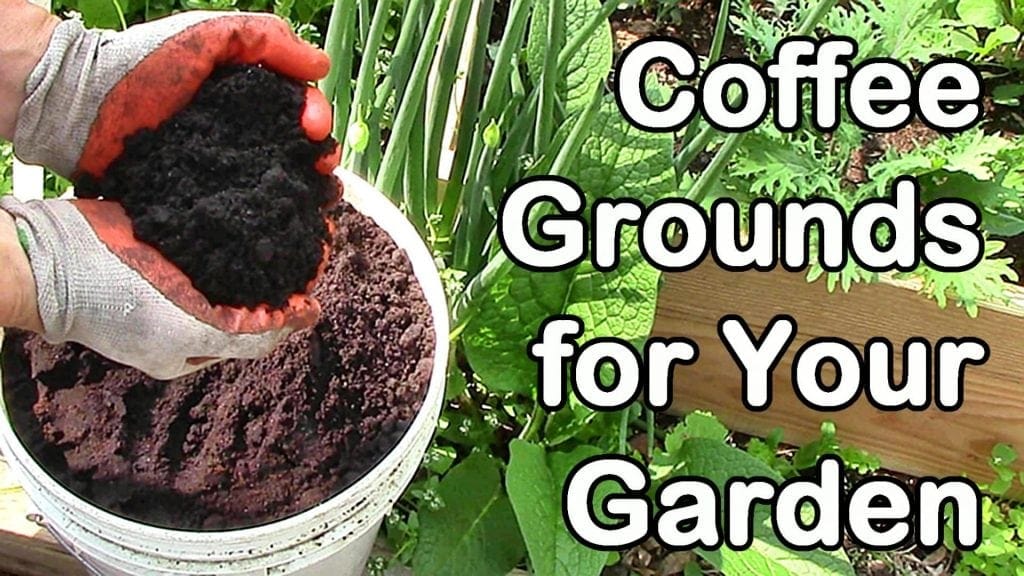 coffee grounds for your garden