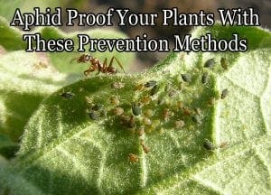 Aphid proof your plants with these prevention methods.