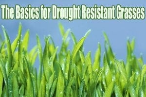 The basics for drought resistant grasses.