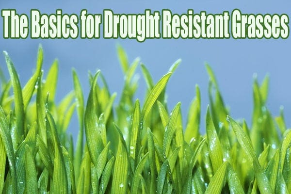 The basics for drought resistant grasses.