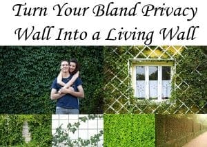 Turn your bland privacy wall into a living wall.