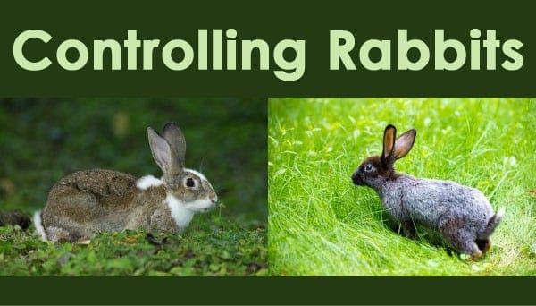 Two pictures of rabbits with the words controlling rabbits.