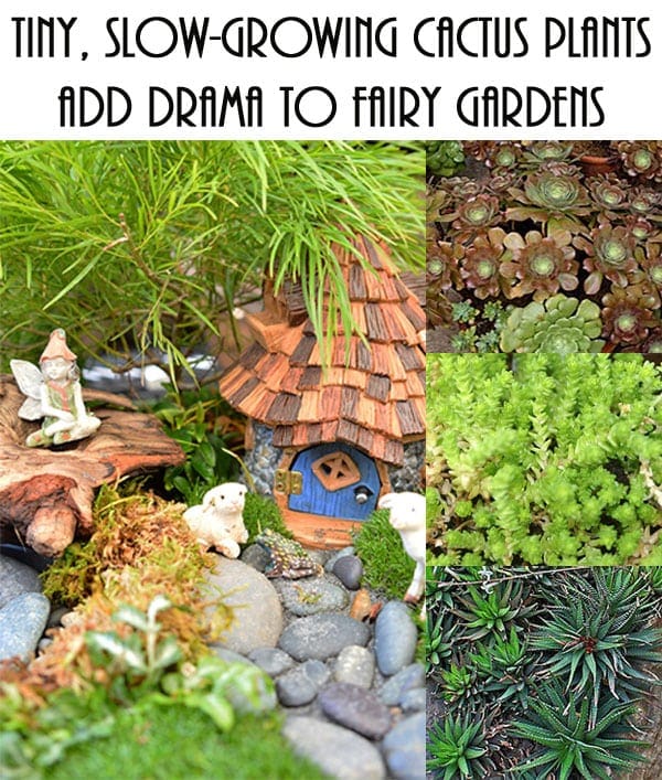 Tiny slow growing cactus plants add drama to fairy gardens.
