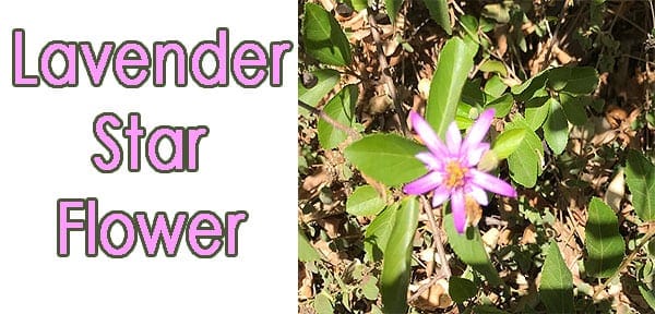 A lavender star flower available at a garden center near me.