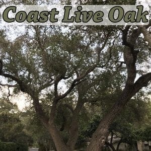 An image of a coast live oak tree from a SoCal garden center.