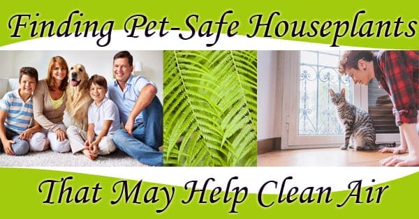 Finding pet safe houseplants at a Southern California garden center that may help clean air.
