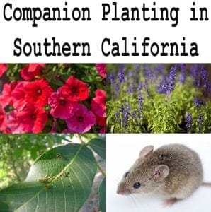 Companion planting at a Southern California garden center or plant nursery near me.