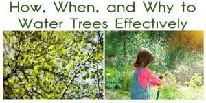 How and when to water trees effectively at a plant nursery near me.
