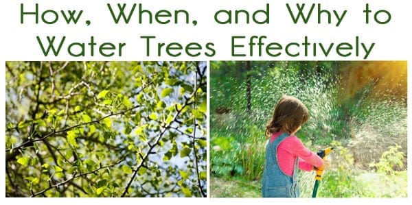 How and when to water trees effectively at a plant nursery near me.