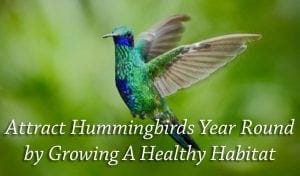 Find a SoCal garden center or plant nursery near me to create a healthy habitat and attract hummingbirds year round.