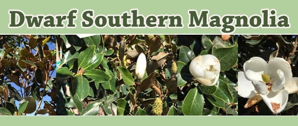 Dwarf southern magnolia available at a nearby garden center.