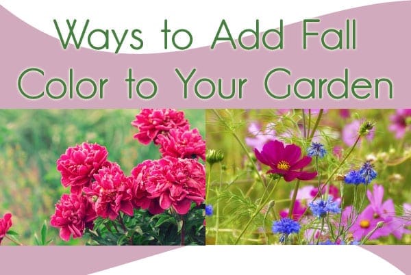 Find a garden center near you to discover ways to add fall color to your garden.
