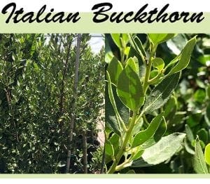 Southern California plant nursery specializing in Italian buckthorn.