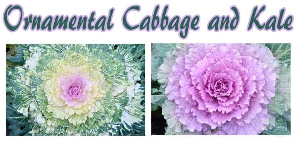 Ornamental cabbage and kale available at a Southern California plant nursery.