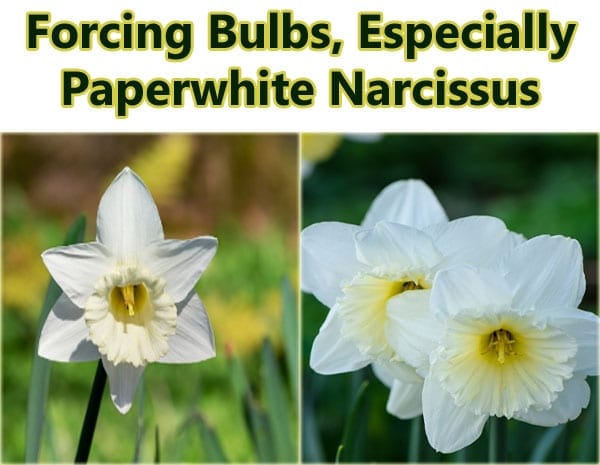 SoCal garden center specializing in forging paperwhite narcissus bulbs.