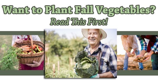 Looking to plant fall vegetables in Southern California? Read this first.