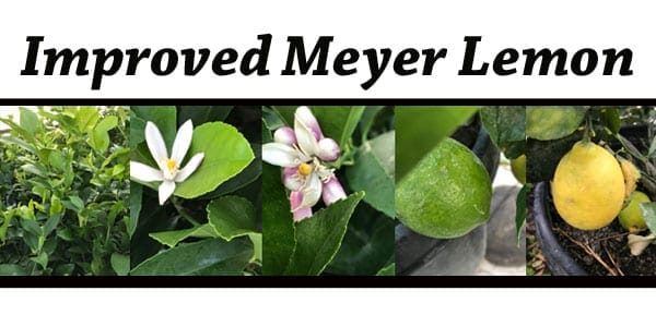 SoCal garden center featuring improved meyer lemon.