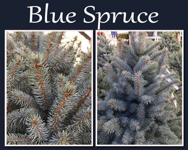 A close up of a tree at a garden center near me.