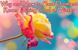 Why and how to plant dominant roses during cold winter at a Southern California garden center.