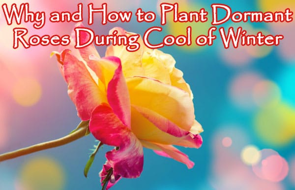 Why and how to plant dominant roses during cold winter at a Southern California garden center.