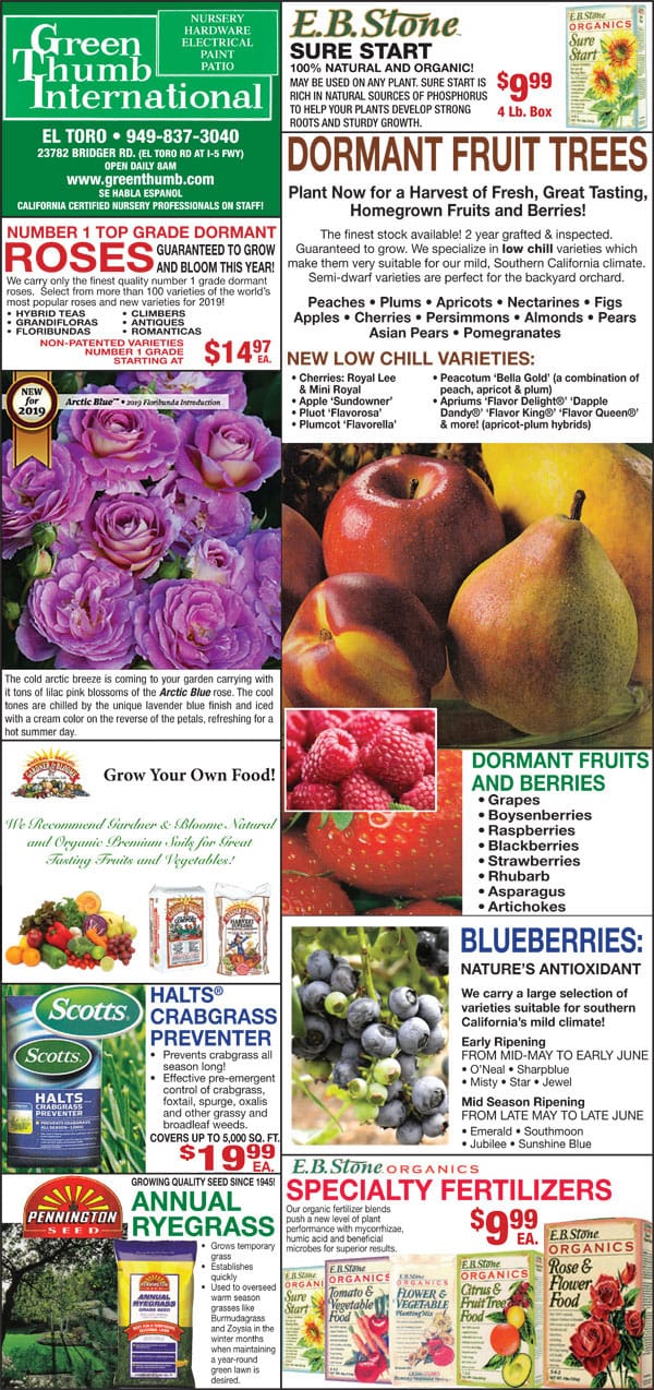 Dormant fruit trees at a nearby nursery.