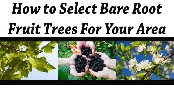 How to select bare root fruit trees at a plant nursery or garden center near me for your area.